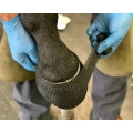 Equitech Hoof Cast - 2 Inches